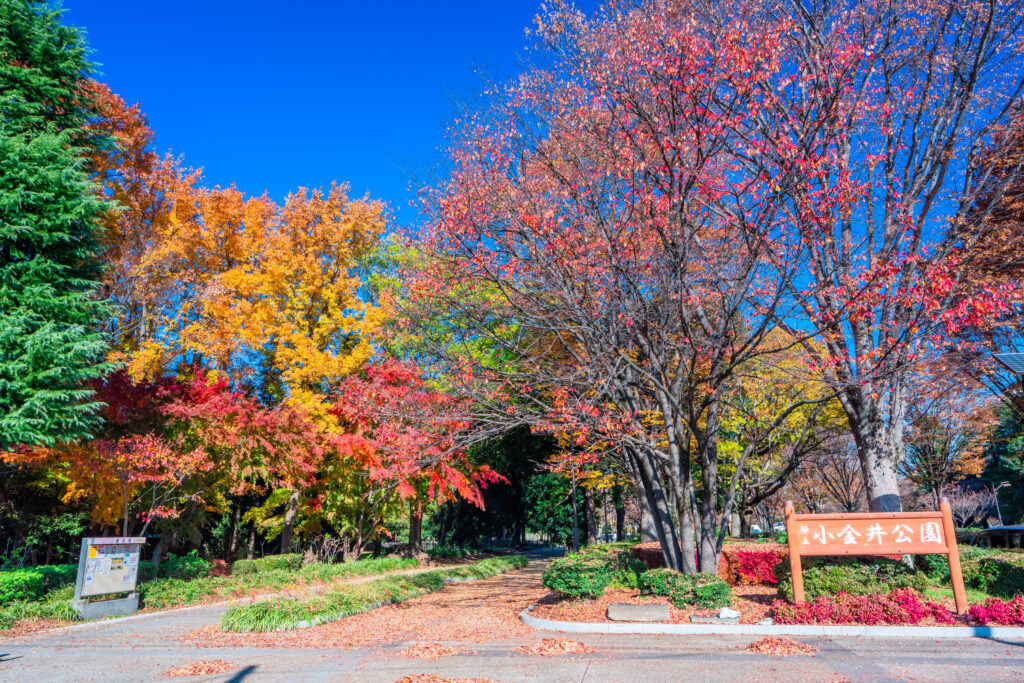 紅葉の小金井公園が実は一番いい時期